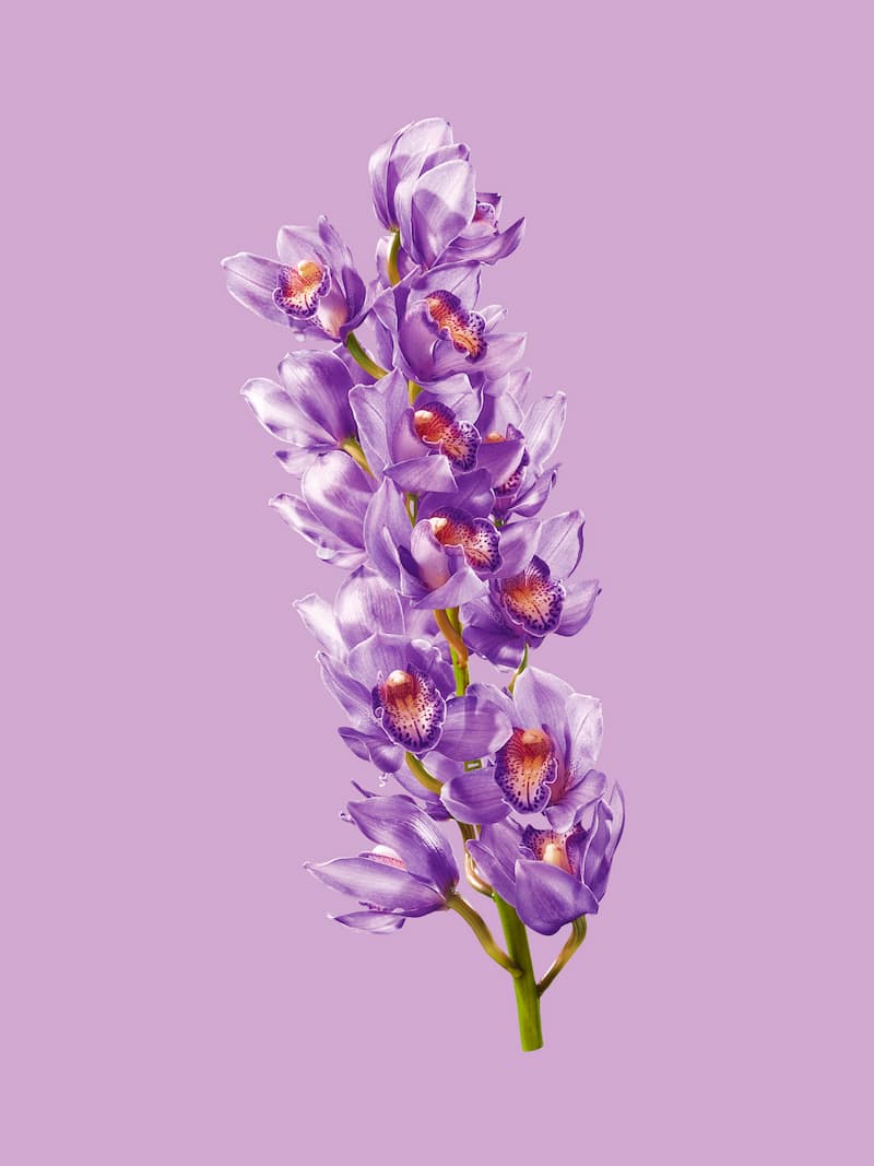 LUX Orchids