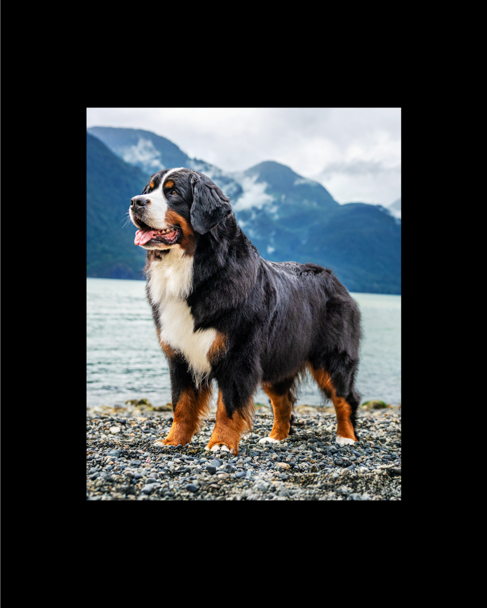 01 CBA Case PurinaProPlan 05