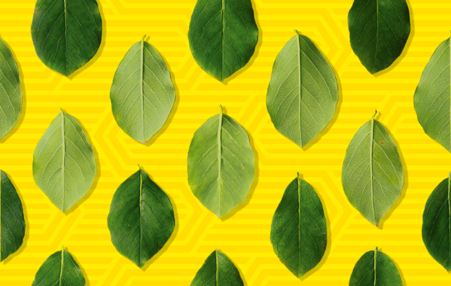 CBA Design Institut Paul Bocuse Slideshow 7